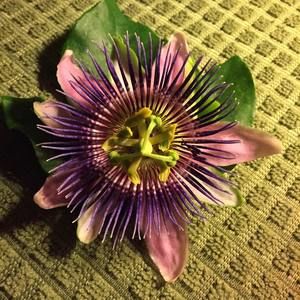 Meet your Posher, Mary ellen